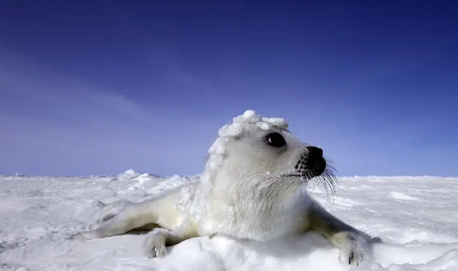 High quality wallpaper of a baby white seal in the snow
