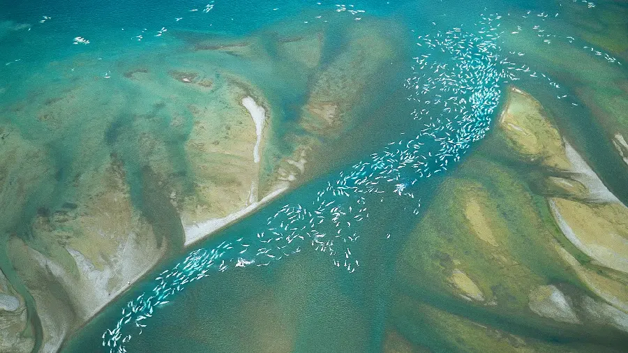 A bird's eye view of a group of beluga whales swimming and migrating