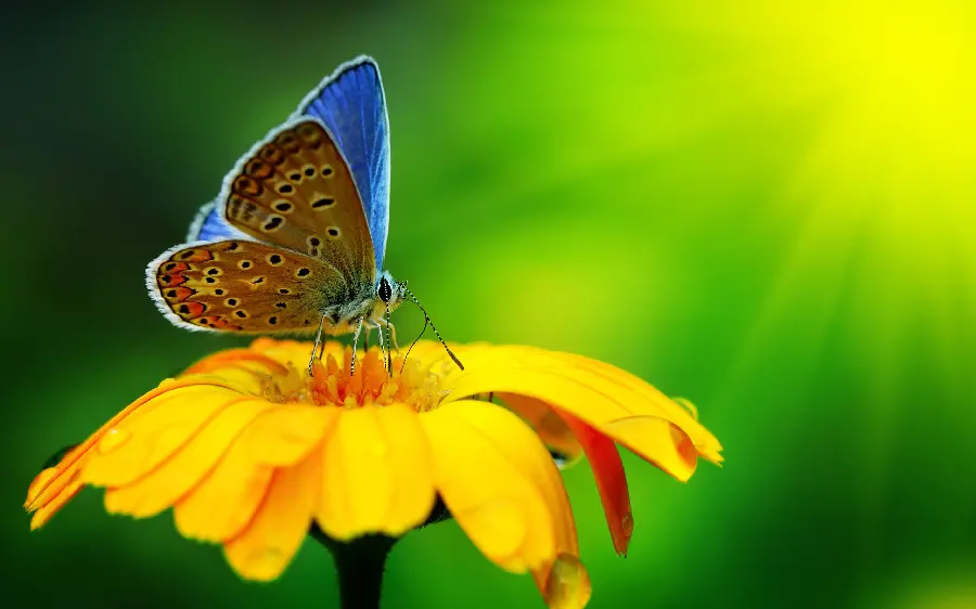 Download the fantasy graphic background photo of a yellow flower with a red butterfly 