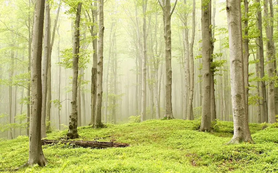 The best images of pure and magical nature for nature lovers