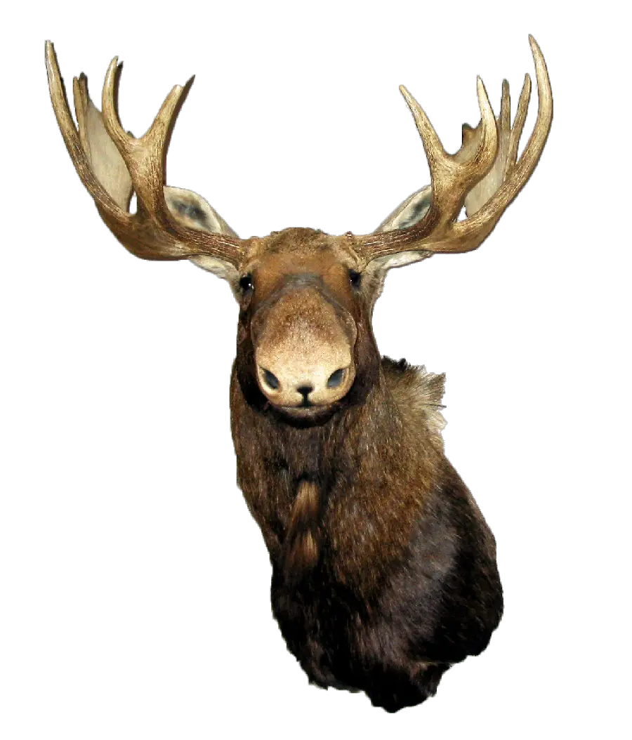 Download PNG photo PNG real and wild deer teleported and without background 4K 