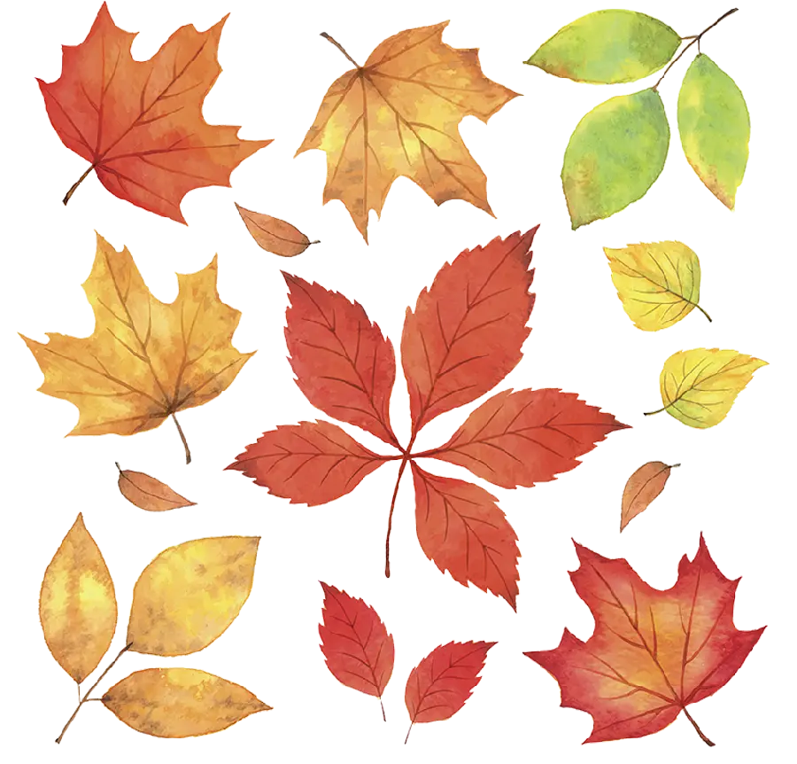 The most beautiful PNG image of a special and unique autumn leaf design 