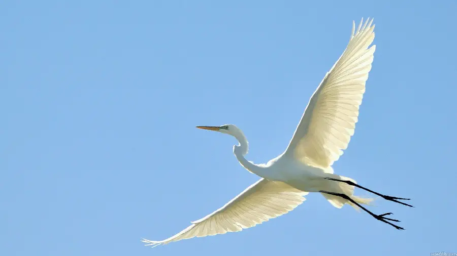 Picture of a white stork flying alone in the sky 2023