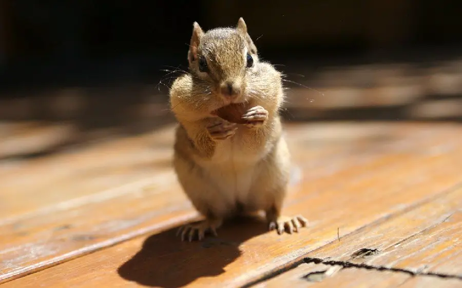 Beautiful background of a squirrel, a beloved and lovely animal