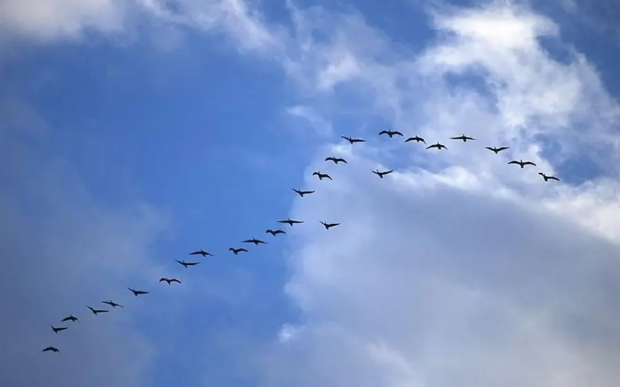 A photo of a group of swallows migrating and flying for tablets