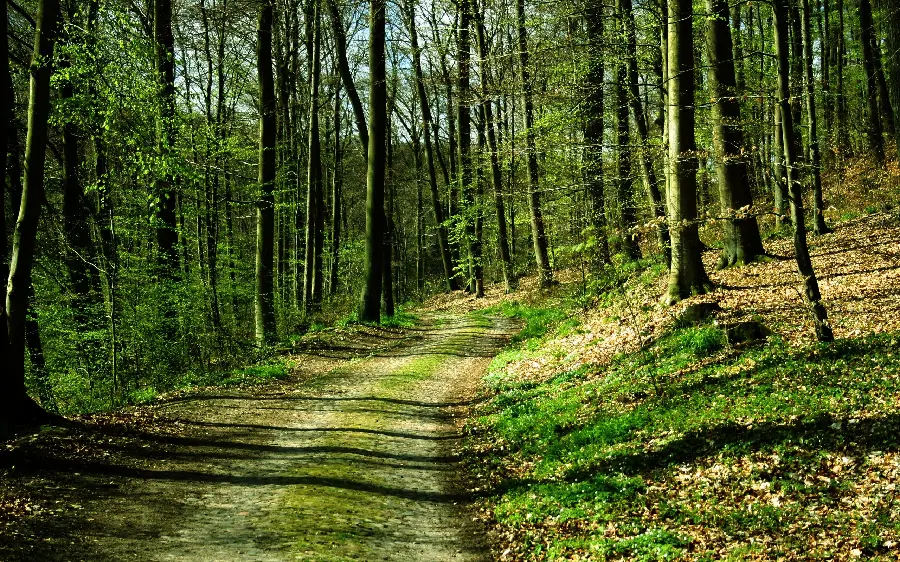 A relaxing and pleasant forest path wallpaper in excellent quality 