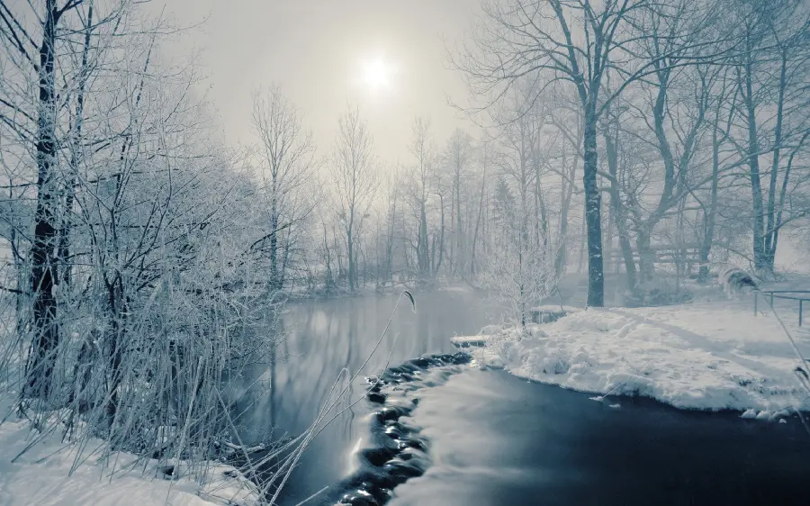 Download a very beautiful and spectacular picture of snowy trees in high quality