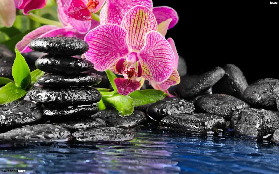 Beautiful background photo of wet black stones and orchids