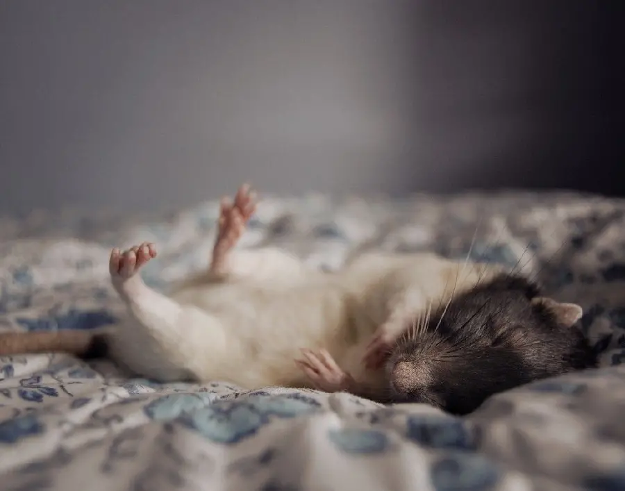 Download cute and funny profile photo of a sleeping mollusk mouse