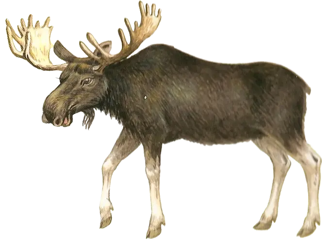 Real and wild, strange, teleported, deer PNG image with a scary shape without a background