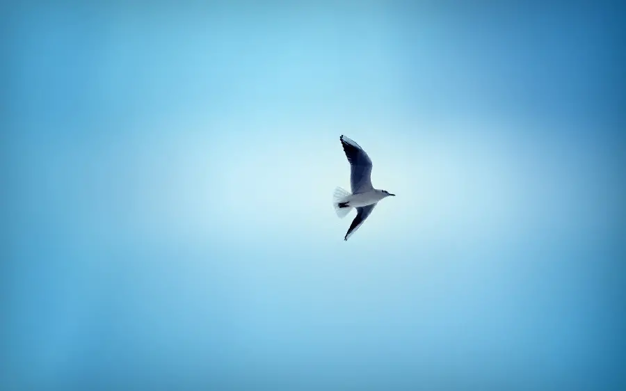 A magnificent image of a lone swallow flying in the blue sky