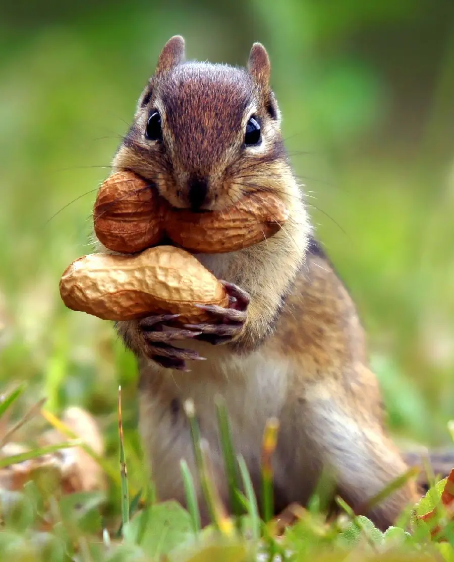 Background photo for printing on the cover of the notebook of a cute marmot