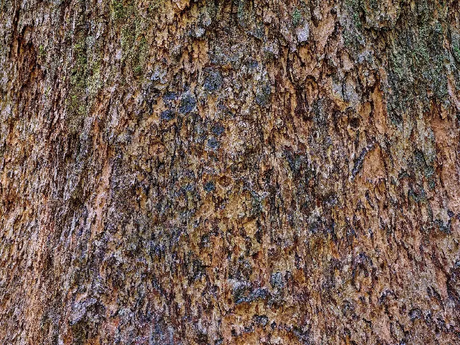 Free download of modern and new tree bark design texture and texture 