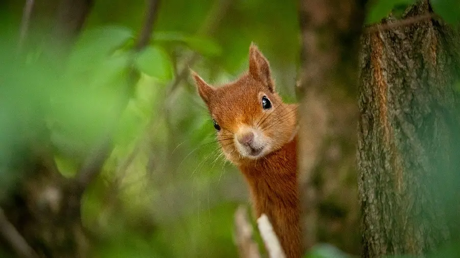 Beautiful Moment Captured Image of Wild Red Squirrel