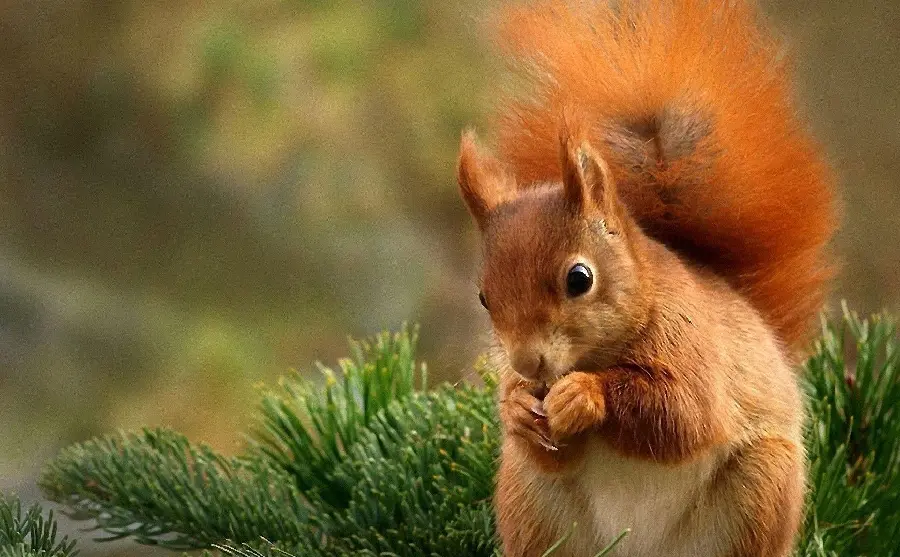 Download stock photo of red squirrel for printing on the cover of the notebook