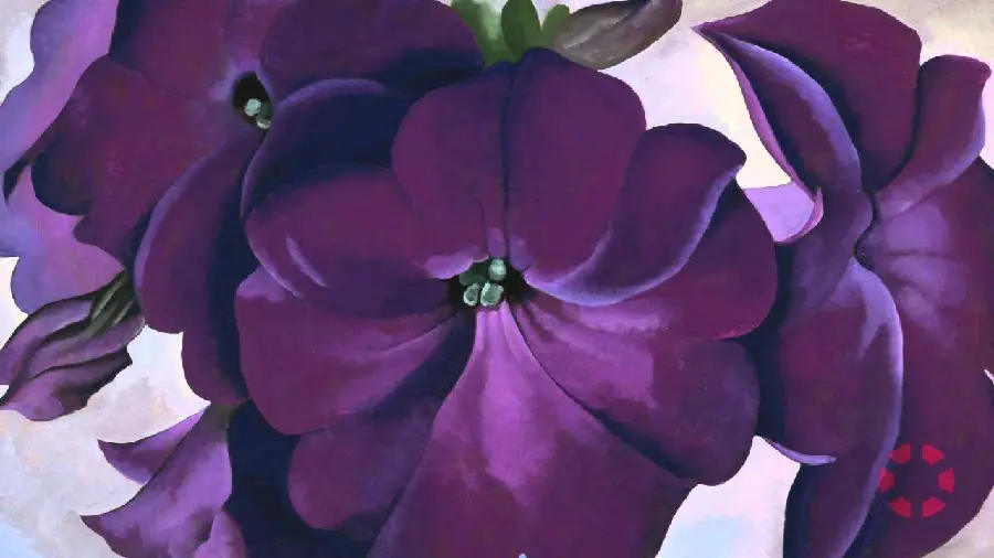 Wallpaper of a painting by Georgia O'Keeffe with a petunia design