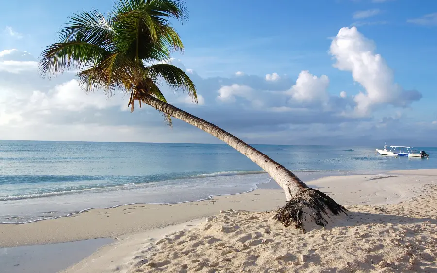 Download a photo of sea nature with clear running water and a sandy beach with a lone palm tree 