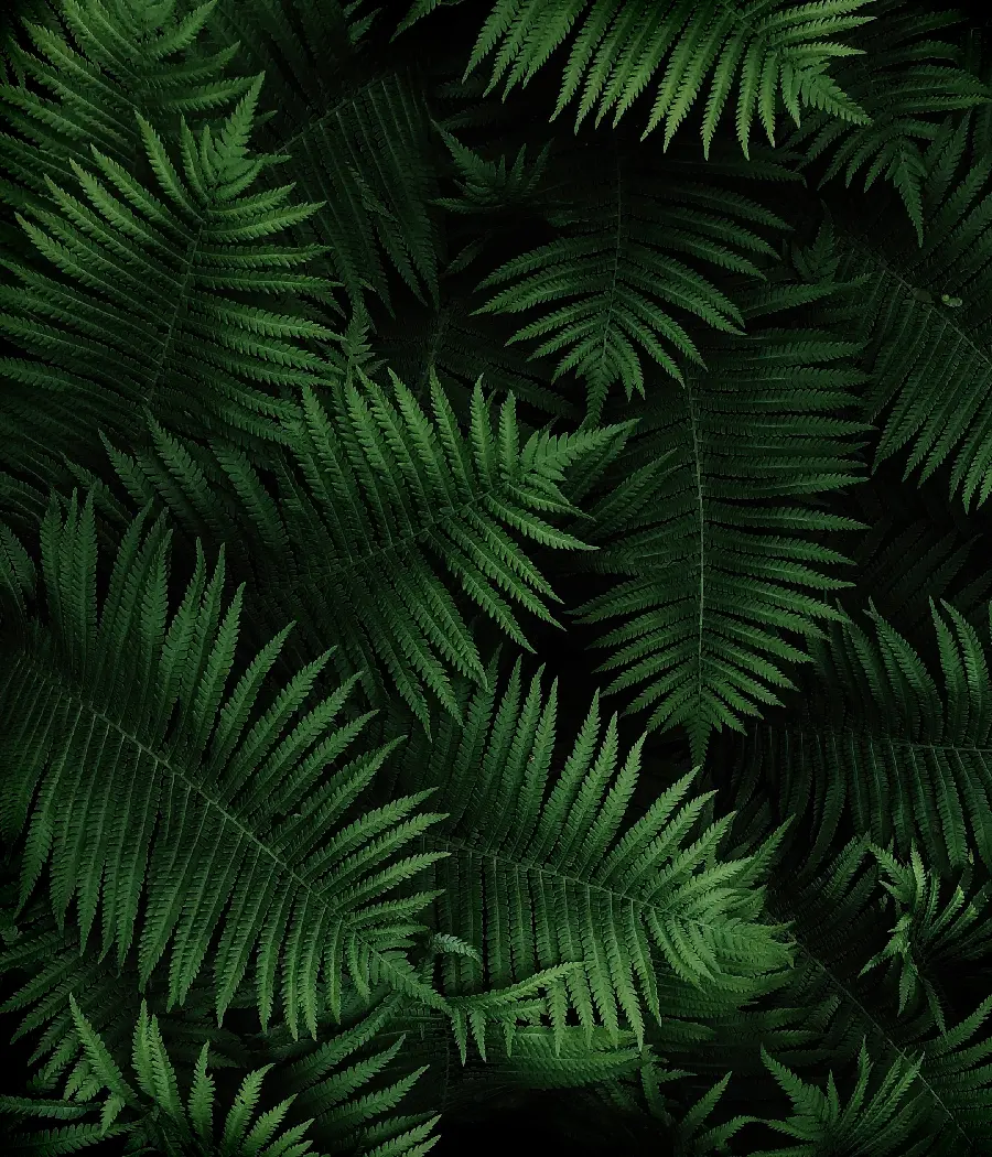 Download black background plant wallpaper for Sony Xperia 5