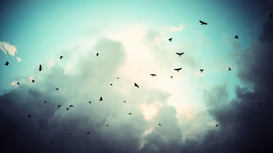 Free download of photos of birds flying in bulk for laptops