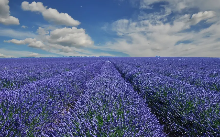 Wallpaper of a beautiful and spectacular view of the lavender fieldWes 