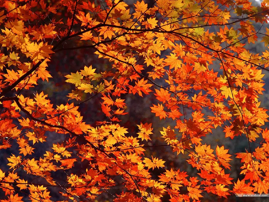 Autumn Romantic Scenes with Romantic Yellow Leaves Changing Color