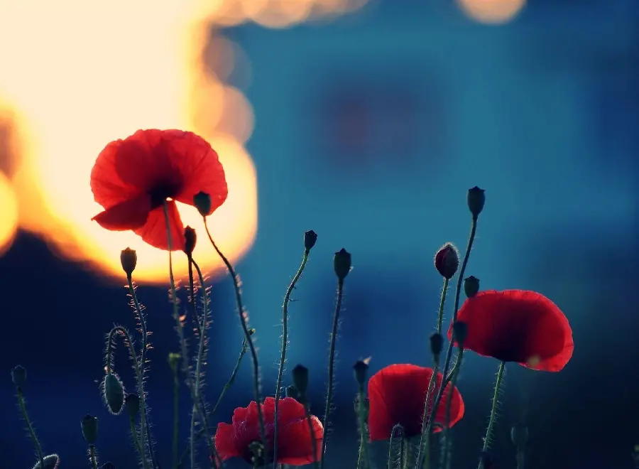 Red Wild Anemone Flowers Background with Delicate Petals High Quality