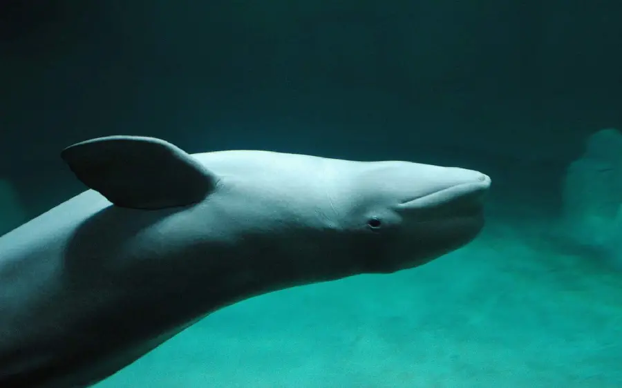 A very cool wallpaper of one of the most intelligent animals, the beluga whale