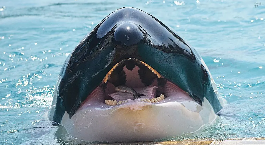 Orca killer whale