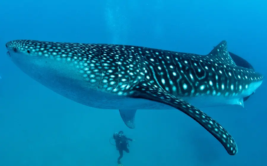 Quality photo of whale shark or real whale shark 