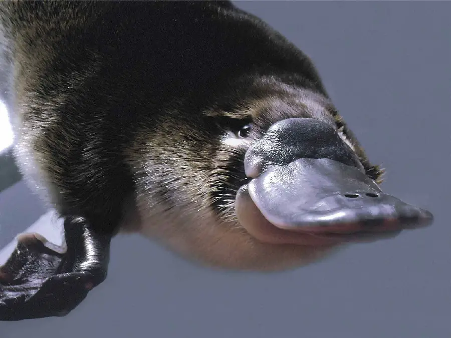 Cute platypus face wallpaper