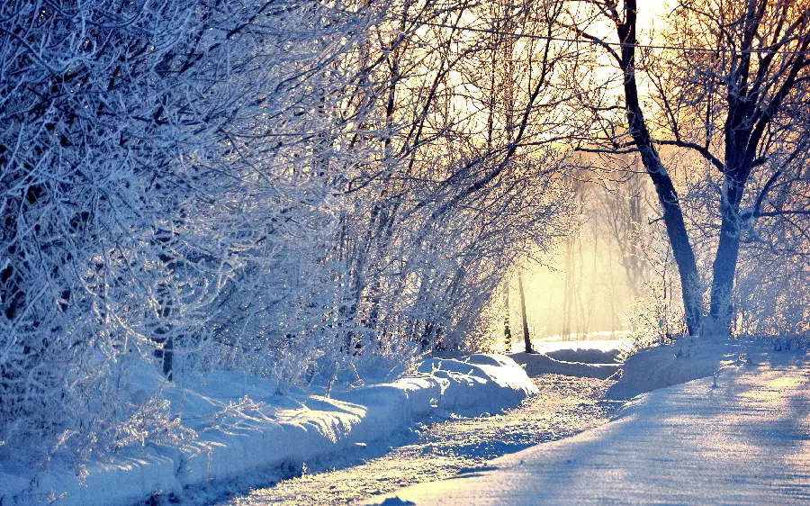 Winter profile among trees surrounded by snow 