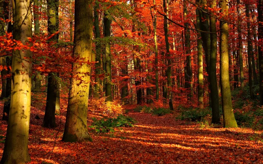 A picture taken of nature and the red autumn forest