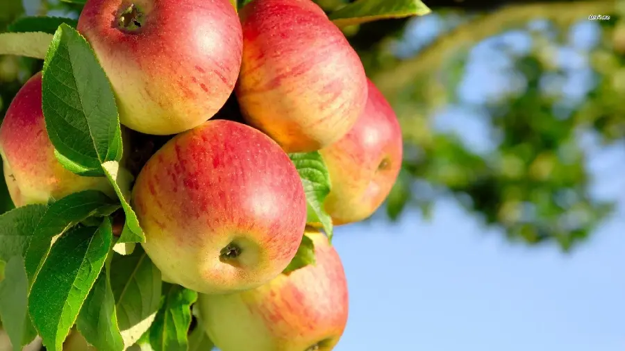 Stock photo of fresh and quality apples on tree