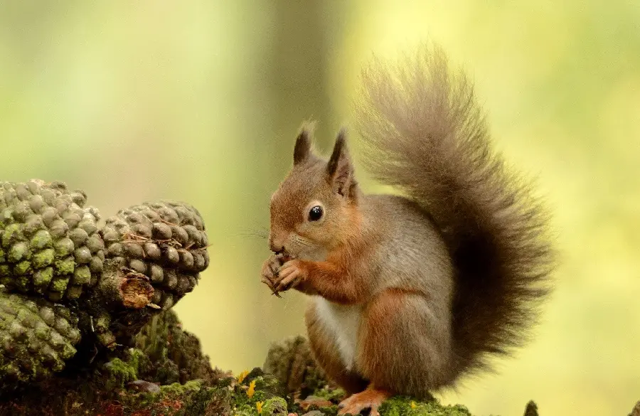 Background photo of a red squirrel in the wild