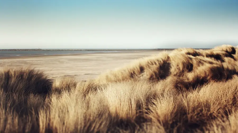 Download high quality beach grass photo in the wind