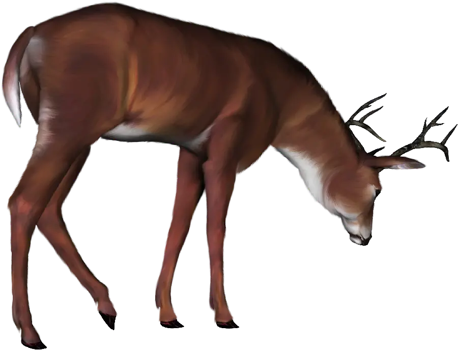 The most beautiful PNG image of a domesticated deer, cut out graphic 