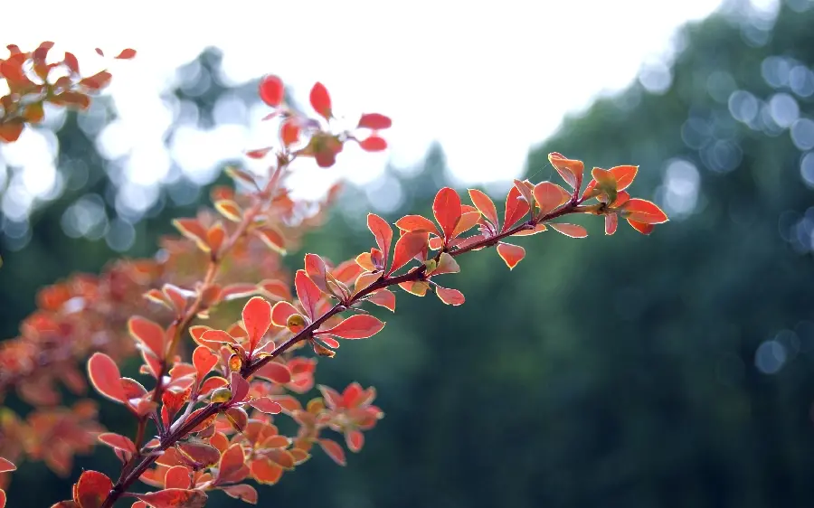 Background image of beautiful flowers in nature in a blurred background