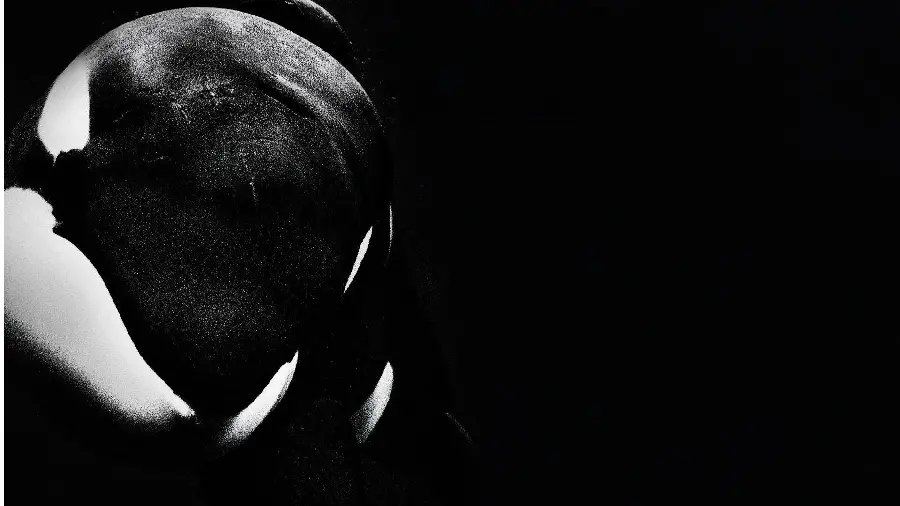 Orca killer whale
