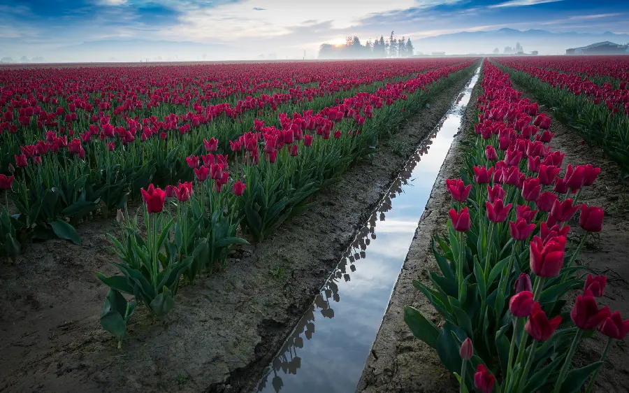 Photo of the most beautiful flowers in the world for printing decorative paintings 