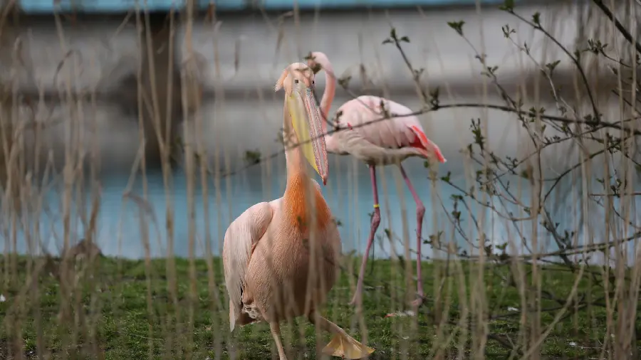 Wallpaper of a large American flamingo in the waters of a lagoon with HD quality
