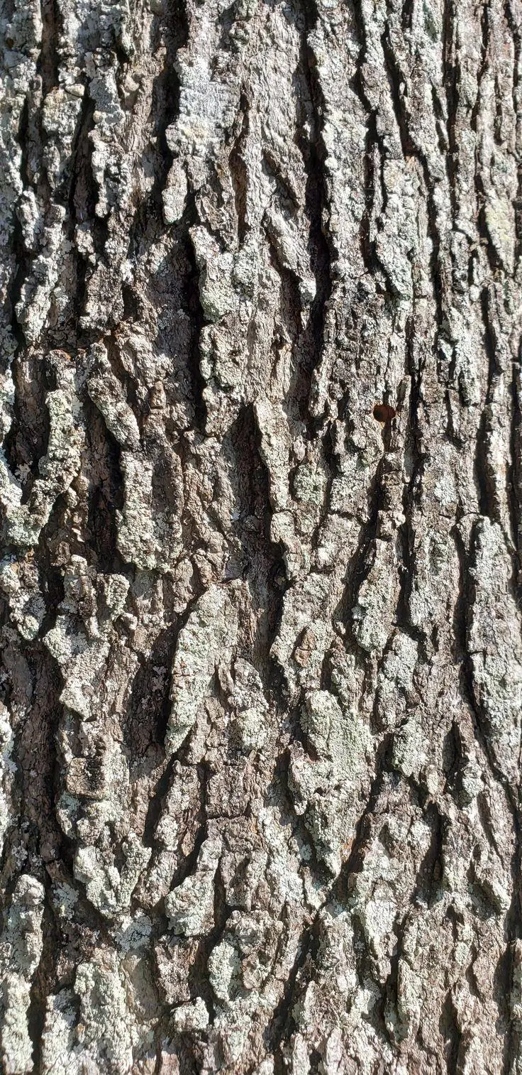 The most special tree bark image with different and incredible designs 