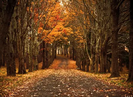 Download latest high quality autumn stock photos