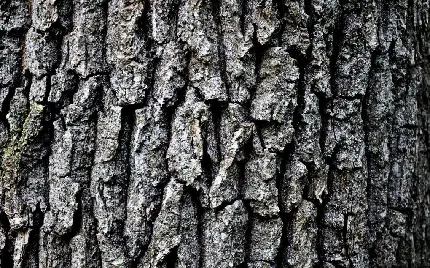 Free 60 tree bark patterns and textures with different designs