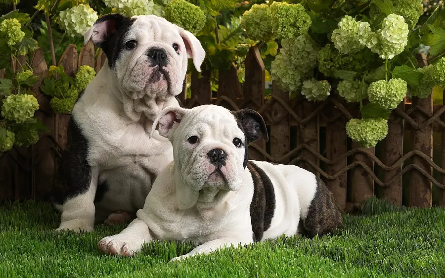 Cute and funny white dog wallpaper for Windows