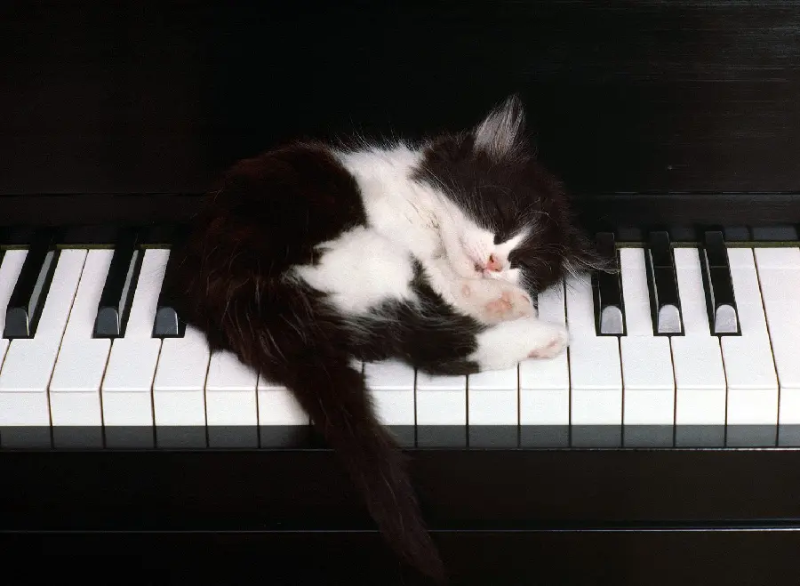 Beautiful photo of a black and white kitten lying on the piano