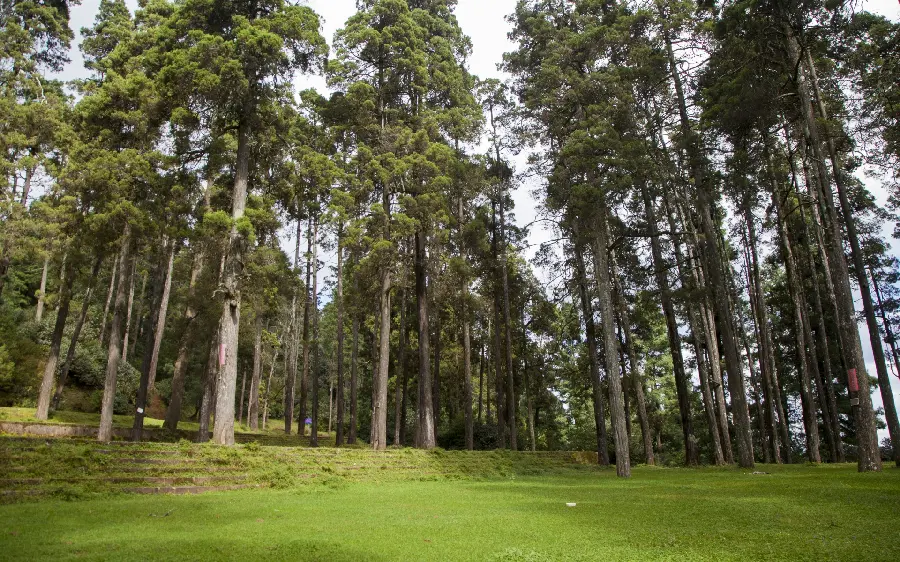 High quality natural landscape wallpaper with tall trees and lush green land 