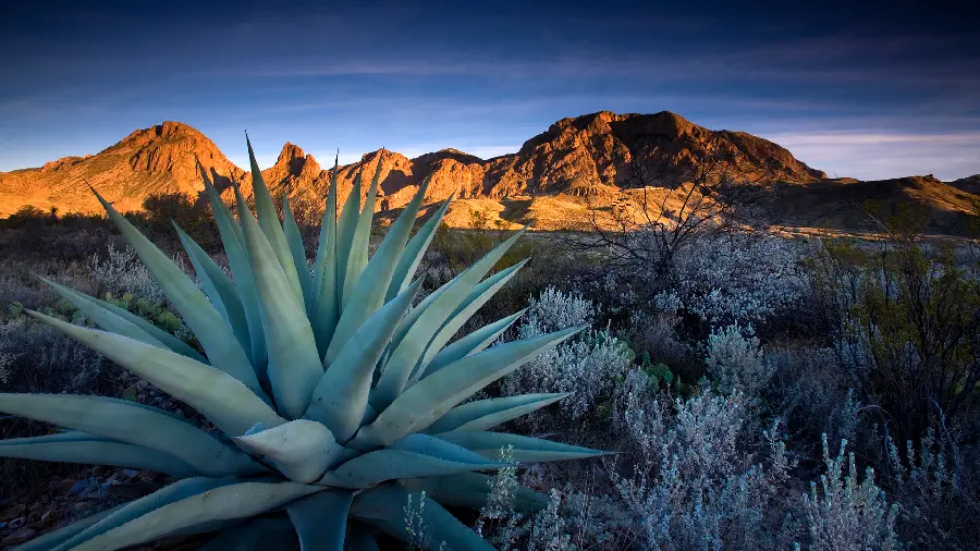A charming picture of a desert agave plant native to California nature for your profile