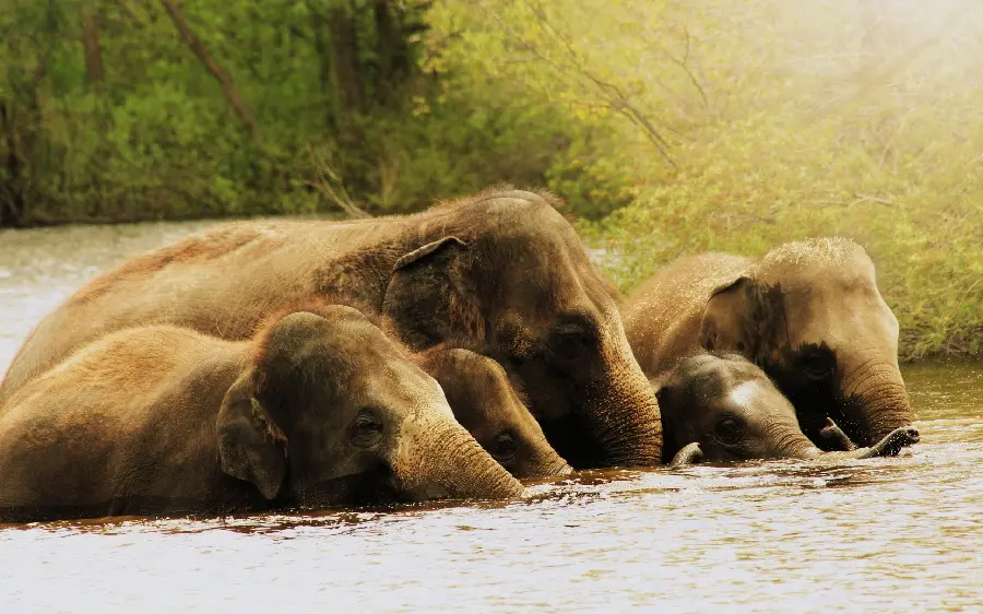 A new wallpaper of giant elephants in the wild suitable for computer backgrounds