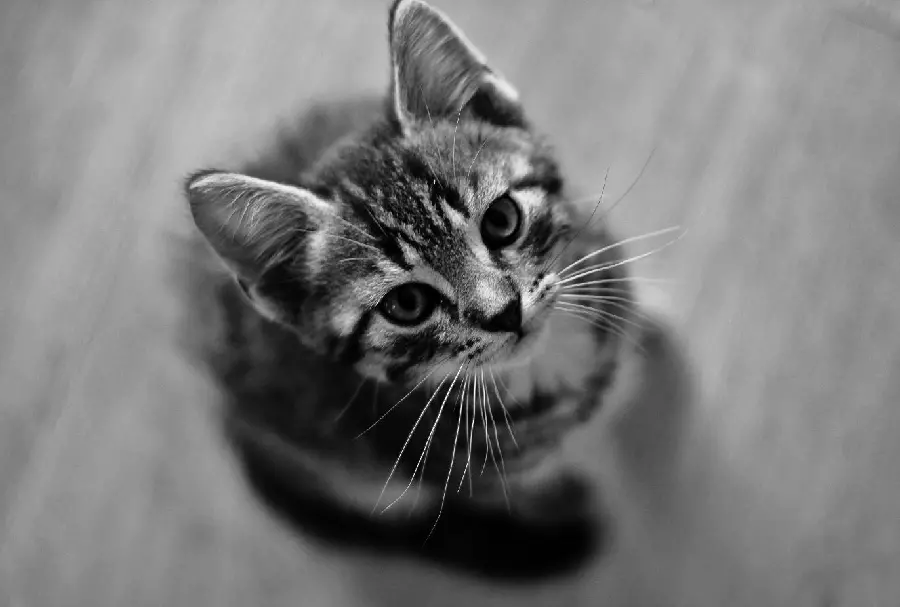 Picture of a cute and funny cat in a black and white theme with very good quality