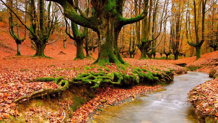 Wallpaper of the autumn season and leaves Rizan for those who love the fall season 
